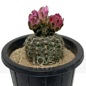 님의향기 선인장 공기정화식물 식물키우기 플랜테리어