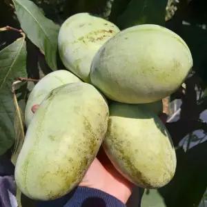 전북 고창 이색과일 냉동과 포포나무열매 소과 1kg /7~10과내외