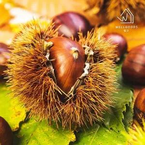 [웰굿] 산지직송 하동 달콤하고 고소한 알밤 5kg(대과)