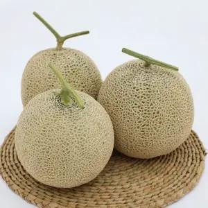 고당도 곡성 프리미엄 머스크 멜론 3수 5수 택1