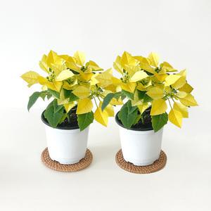 1+1 포인세티아 노랑 소형 모종 생화 빨강화분 크리스마스화분 키우기