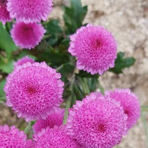 미니 폼폰국화 퍼플 2개묶음 꽃모종 노지월동 다년생 야생화 가을꽃 B01