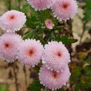 미니 폼폰국화 핑크 2개묶음 꽃모종 어린모종 노지월동 야생화 가을꽃 B01