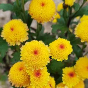 미니 폼폰국화 옐로우 2개묶음 꽃모종 노지월동 다년초 야생화 가을꽃 B01