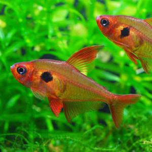 [힘찬열대어] 레드팬텀테트라 6마리