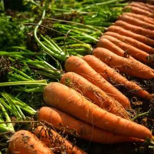 국내산 품질보장 흙당근 1,2,3,5,10kg