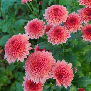 미니 폼폰국화 살몬 2개묶음 모종 노지월동 다년생 야생화 가을꽃 B01