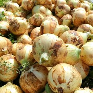 국내산 무안 양파 햇양파 5kg 특