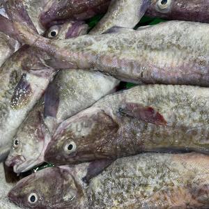 손질 생대구 매운탕 (손질 대구 500g 내외 + 매운탕소스 2팩)