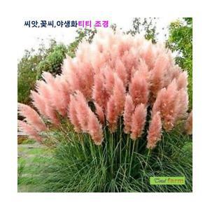 희귀씨앗 팜파스그라스 핑크색 씨앗 10립