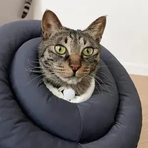 고양이 쿠션 목보호대 넥카라 중성화 깔대기 도넛