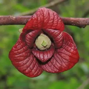 포포나무 묘목 뽀뽀나무 실생2년 키60cm전후 특묘 정원수 과실수 A01