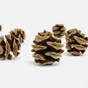 스노윅 메타세콰이어 열매 미니 솔방울 혼합형 50g 케이스랜덤