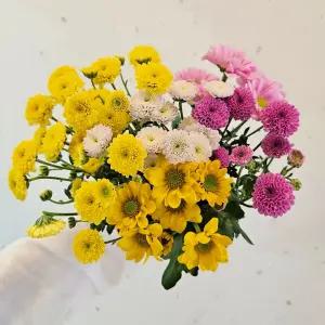 [이벤트] 소국 꽃 한다발 생화 꽃다발 선물 국화꽃