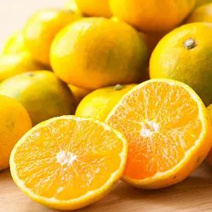 산지직송 제주 노지감귤  극조생 / 10kg 로얄과 (S.M.L) / 실중량 9kg