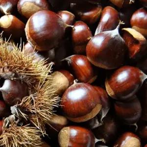 국내산 공주 햇밤 중과 1kg