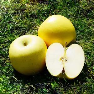 경북 시나노 골드 사과 5kg 랜덤 못난이사과 시나골드사과 노란사과 황 금사과 시나노사과 노랑사과