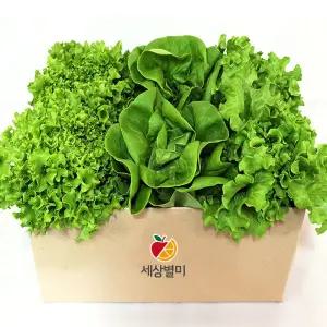 세상별미 무농약 유러피안 샐러드 상추 쌈채소