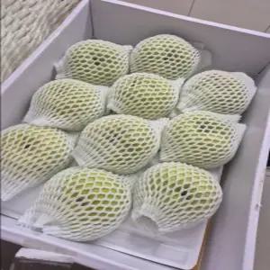 신품종 그린시스배 3kg, (8-11과)