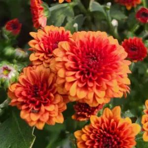 미니 폼폰국화 오렌지 2개묶음 모종 노지월동 다년초 야생화 가을꽃 A09