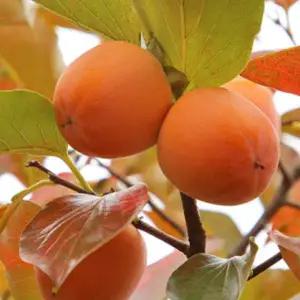 진한단맛 곶감용 대봉감 5kg