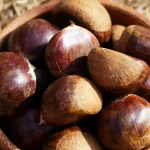 부여 알 밤 2kg 대 25년 햇밤 부여밤 부여햇밤 부여 단밤 생밤 맛있는밤 햇알밤