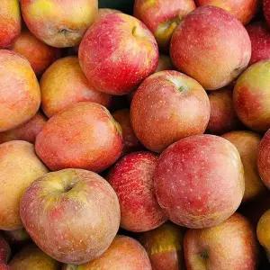 가정용 경북 감홍 사과 1kg 랜덤 상품 적당한 사과 한박스 감흥사과 못난이사과 꿀사