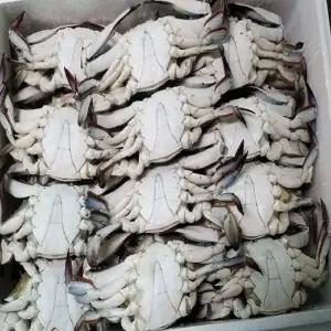 연평꽃게 10kg 숫꽃게(대)