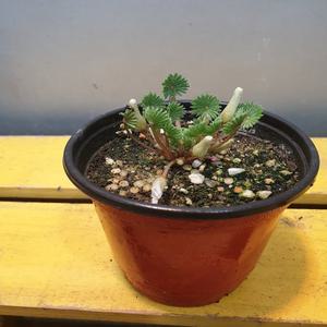 다이아몬드사랑초(고급진 아이에요) 잎모양이 다이아몬드네요