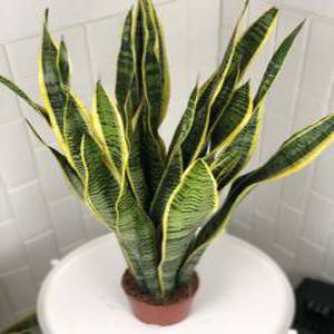 높이 약 80cm 농장 직영 산세베리아 로렌티 대형 공기정화 식물