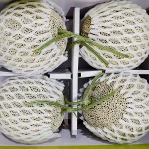 황금열매 국산 전라남도 프리미엄 꿀 머스크 메론 멜론 6수 6-8kg