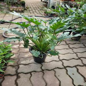 인테리어식물 제나두셀렘 중대품 40~60cm 108