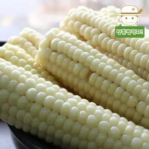 [롯데백화점]삼촌밥먹자 쫀득함 그대로 살아있는 괴산 급냉 대학 찰 옥수수(하) 15개