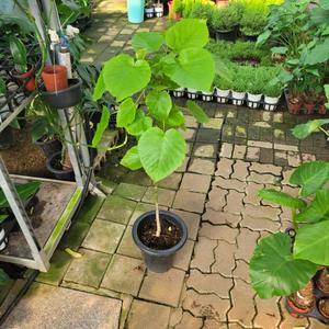 실내공기정화식물 휘커스움베르타 외목대 대품 80-120cm 399