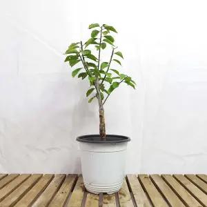 중형 비매 홍 매화 나무 묘목 분재 식물 인테리어 화분