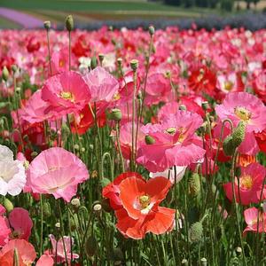 야생화 꽃씨 꽃양귀비 혼합 500g