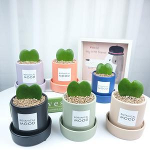 하트호야 공기정화 반려식물 화분 키우기쉬운 식물인테리어