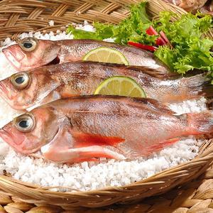 신안바다 가거도 불볼락- 대3미(23cm이상) 볼락/열기