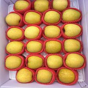 YES안심 포천사과 시나노골드 5키로(22개이상)