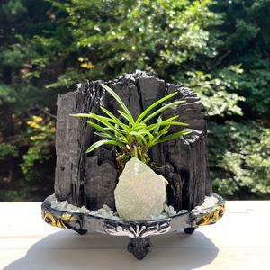 희망참숯농원 공기정화 숯화분 옥석과 풍란