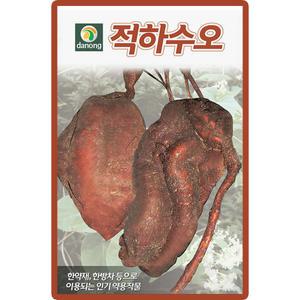 다농 적하수오 씨앗 30립 다년생 넝쿨풀 하수오씨 약초 종자