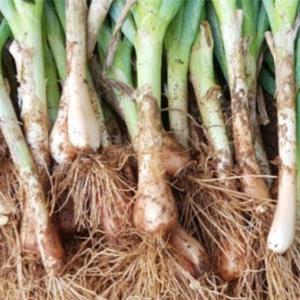 삼동파 한번 심어서 평생 먹는 토종 대파 삼동대파 삼층파 삼층거리파 모수(10개) BEGREEN