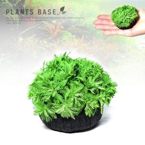 수초-베이스수초 물수세미-영양토에 꼿은 수족관 어항식물