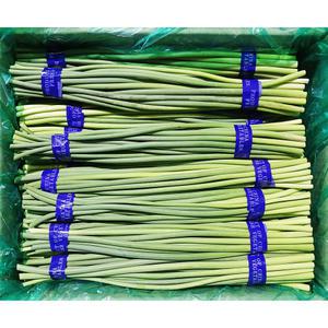 유성물산 유성 30cm 머리 절단 생마늘쫑 10단 품질좋은 햇 수입쫑 신선 해풍 장아찌 이강산닷컴