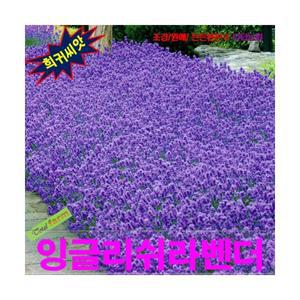 (씨앗나라) 잉글리쉬라벤더 히드코트 씨앗 15립