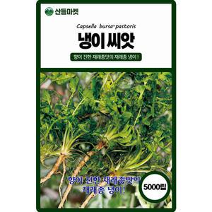 산들마켓 냉이 씨앗 5000립 향이 진하고 뿌리 발육이 좋은 국내산 재래종 고급 품종 종자