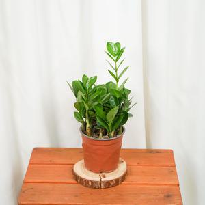 갑조네 금전수 미니중품