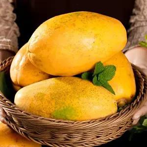 [국내최초 재배 성공] 1프로 귀족 스위탄 품종 파파야 2호 1.5kg (1-3과)