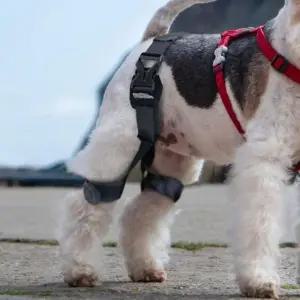 벨트 강아지 탈골 애견 M 고관절 예방 무릎 보호대 (WFHT10N)