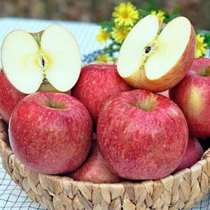 밀양 얼음골사과 10kg / 정품 / 대과 / 20~22과 내외